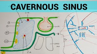 Cavernous Sinus  Head amp Neck [upl. by Fayina]