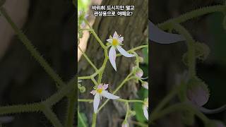 바위취 바위취꽃 Creeping saxifrage wildflowers 야생화 shorts [upl. by Irap]