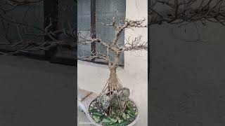 Ficus Benjamina bonsaimaterial bonsai ficusbenjamina [upl. by Sharona]