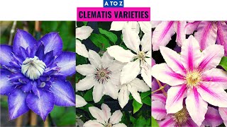 Clematis Varieties A to Z [upl. by Nnylecoj]