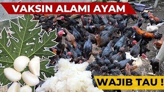 PETERNAK AYAM WAJIB TAU ‼️ CARA BUAT VAKSIN ALAMI UNTUK AYAM KAMPUNG🐔 [upl. by Mignon661]