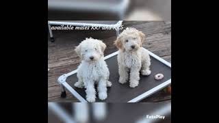 Lagotto Romagnolo puppies [upl. by Sirovaj]