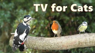 Cat TV  Birds for Cats to Watch Special in 4K ⭐ 8 HOURS ⭐ [upl. by Shaw]