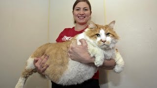 Fattest Cat in the World Massive Moggie Garfield Takes The Title Of Worlds Fattest Cat [upl. by Eimyaj]