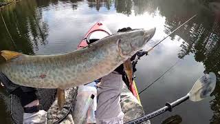 Musky Pike and Bass in the Ottawa Valley [upl. by Carny]