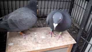 Black Racing Pigeons [upl. by Keldah]