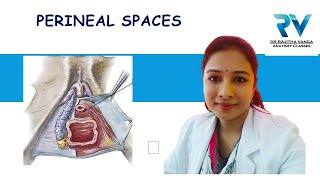 Superficial amp Deep Perineal Spaces by Dr Rajitha Vanga [upl. by Putnam]