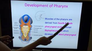 Embryology of GIT  Part I by Dr Vijaya  Tongue Pharynx amp General Concepts [upl. by Schuyler274]