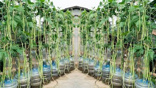 I planted a garden of beans in plastic bottles the beans are big and long [upl. by Naruq]