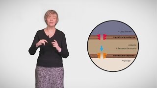 MOOC côté cours  Apoptose  les acteurs [upl. by Imeka]