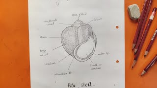 How to draw pila shell  Easy way to draw pila shell  Bsc 1st year zoology practical diagram [upl. by Sallad]