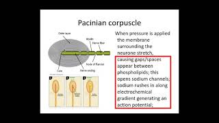 513 Neuronal Communication a Receptors and Pacinian Corpuscle [upl. by Nihi]