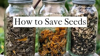 How to SAVE SEEDS Seed saving TIPS and EXAMPLES [upl. by Forsta]