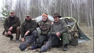 Весенняя охота 2014г Die Jagd auf Auerhahn auf der Balz [upl. by Genia]