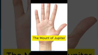 The Mount of Jupiter heartlinepalmistry palmistry lifelinepalmistry [upl. by Attenna]