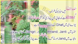 Jand k darakht ki pehchan in Urdu Shami Tree in Urdu Jhund tree Prosopis cineraria [upl. by Odnaloy]