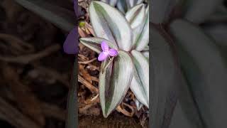 Tradescantia Zebrina plantas suculentas [upl. by Wylen773]