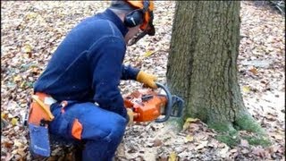 Felling an Oak Tree  NPTC CS32 Chainsaw Course [upl. by Cykana]