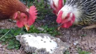 Chickens Eating a huge Yellow Jacket Nest  Feeding my chickens [upl. by Ahsataj]