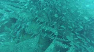 Spearing grouper and flounder off Carolina Beach North Carolina [upl. by Berkman760]