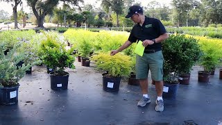 Why Should You Use These Ligustrum Varieties [upl. by Anael912]