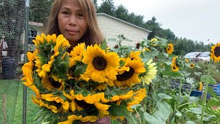 Cutting Procut Sunflower [upl. by Alejandra]