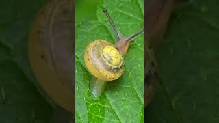 Mini snail closeup  beautiful snail with house on a leaf [upl. by Einohtna]