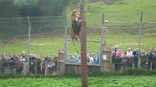 Lion Feeding Part 2  South Lakes Wild Animal Park [upl. by Florentia]