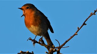 Robin Singing with a Chaffinch ♫ [upl. by Ellenahs]