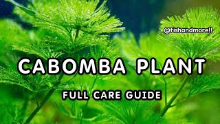 CABOMBA PLANTS FULL CARE GUIDE  HOW TO GROW CABOMBA HEALTHY IN AQUARIUM [upl. by Ahsyen753]