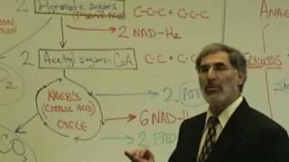 Professor Fink explains CELLULAR RESPIRATION Part 6 Krebs Cycle Electron Transport Chain [upl. by Hallsy]