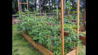 CHEAP and EASY tomato trellis tutorial  Maximize your garden space Grow vertically [upl. by Fransis680]