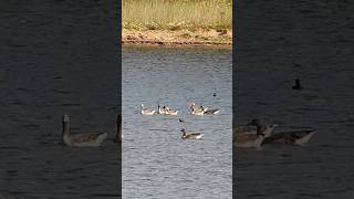 North Cave Wetlands [upl. by Asiole]