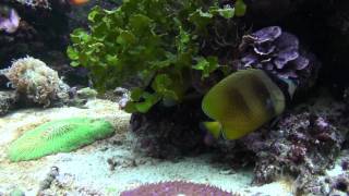 Chaetodon kleinii Kleinii butterflyfish [upl. by Magnum]