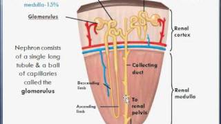 Basic Kidney anatomy amp function college biology [upl. by Sucam684]