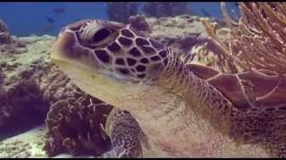 The Green Sea Turtle Chelonia Mydas [upl. by Murry]