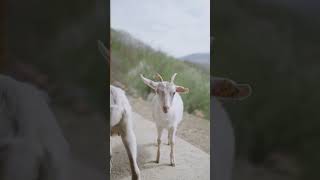 Goats and Sheep Baa Goat and Sheep sound in English [upl. by Leake]