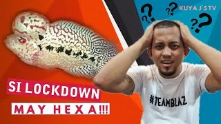 FLOWERHORN HEXAMITA TREATMENT WHAT TO DO [upl. by Weinberg539]