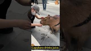 A Pet Capybara Enjoys Juice in His Walking Time cute capybara pets [upl. by Wickham332]