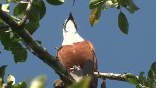 Three wattled Bellbird A Loud Bonk in the Treetops [upl. by Nylitak]