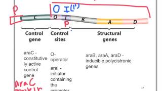 Biol 360 Tutorial Arabinose Operon [upl. by Buskus]