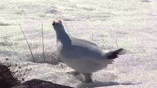 Rock Ptarmigan [upl. by Ellahcim638]