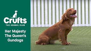 Her Majesty The Queens Gundog Display  Crufts 2022 [upl. by Nitsuj]