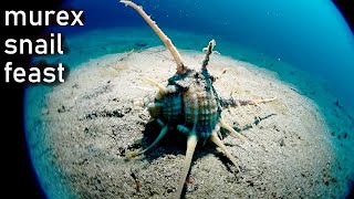 Underwater Predators Murex Snails and Pufferfish [upl. by Laynad]