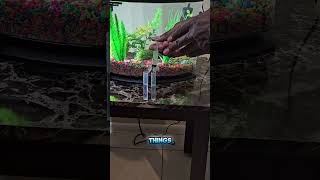 Day 59 Fishless Cycle aquarium aquariummaintenance dailyvlog fishtank newbie [upl. by Fidelas291]