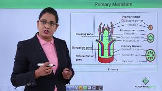 Class10th – Primary and Secondary Meristem  Anatomy of Flowering Plant Hindi  Tutorials Point [upl. by Sholom]