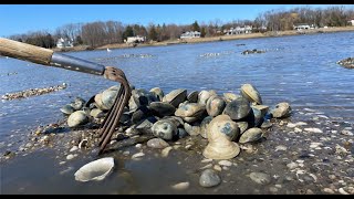 Long island sound clamming catch and cook 142 hard clams [upl. by Yahsat720]