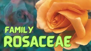 Rosaceae  Plant Types Characteristics Fruits Economic Importance Facts Rose Family [upl. by Eserahs4]