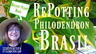 😍 Philodendron Brasil From My Plant Haul 😍 Repotting [upl. by Daub824]