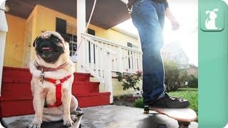 Skateboarding Pug  Dogs at Play Stop Motion [upl. by Oilime299]